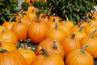 Pumpkin Patch