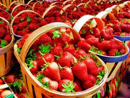 delicious strawberries