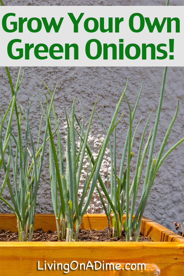 Plant And Grow Green Onions To Use In The House - Living On A Dime